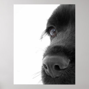 To The Soul - Chocolate Cocker Spaniel Portrait Poster