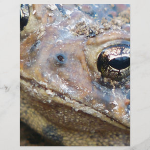Toad face