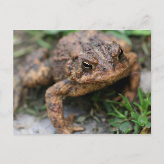 Toad Face Close Up Nature Postcard (Front)
