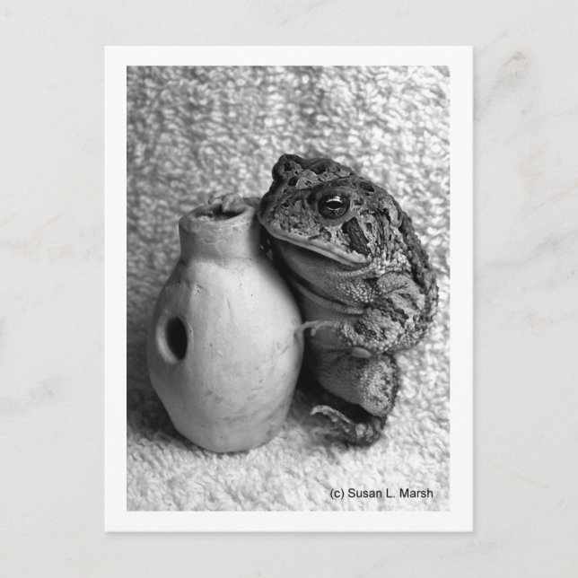 Toad frog holding udu percussion photograph postcard (Front)