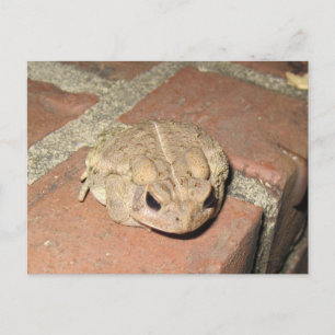 Toad Frog Postcard