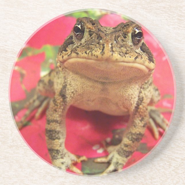 Toad frog standing up against bougainvillea back coaster (Front)