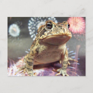 Toad frog standing up against firework background postcard