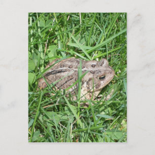 Toad in the Grass Postcard