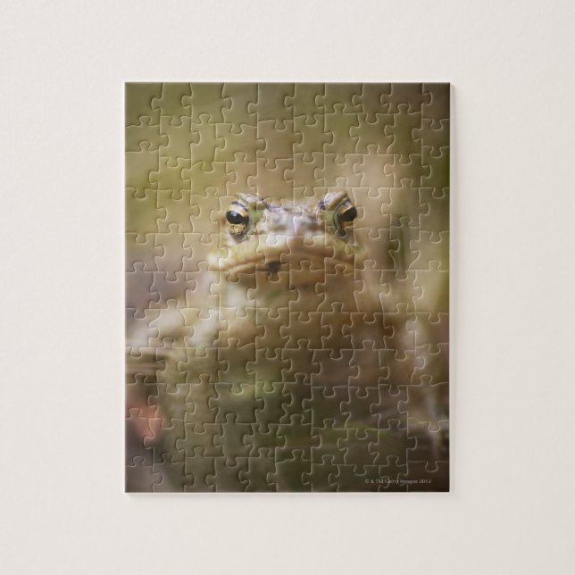 Toad of the Day Jigsaw Puzzle (Vertical)