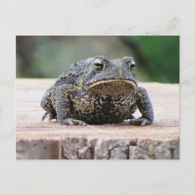 Toad on a Tree Stump Postcard (Front)