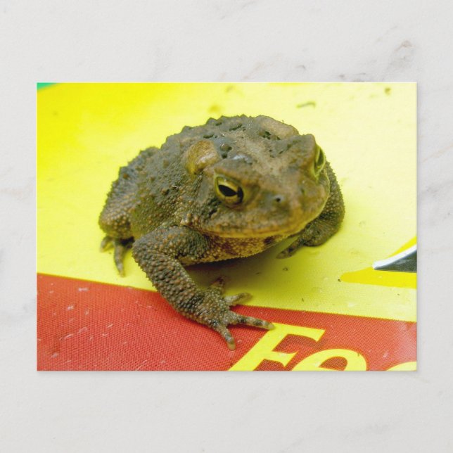Toad on Bag Postcard (Front)