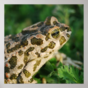 Toad  Poster