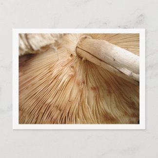 Toad Stool Postcard