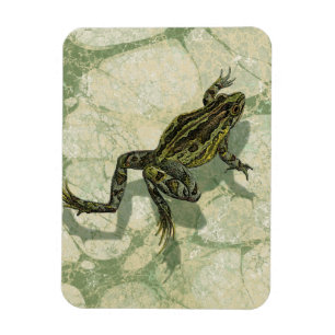 Toad Swinning in the Water Magnet