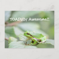 Toadally awesome card with frog
