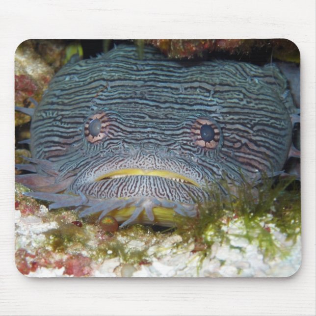Toadfish Looking At Us Mouse Pad (Front)