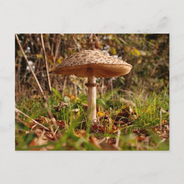 Toadstool Postcard (Front)
