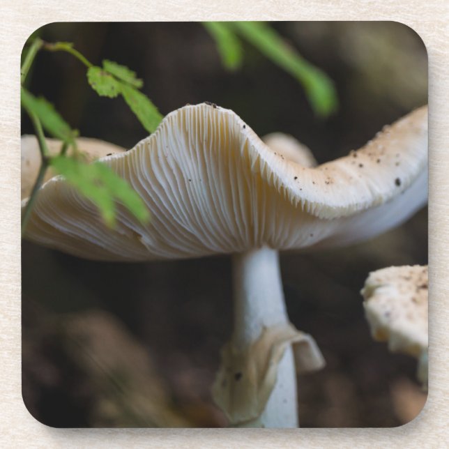 Toadstool Umbrella Coaster (Front)
