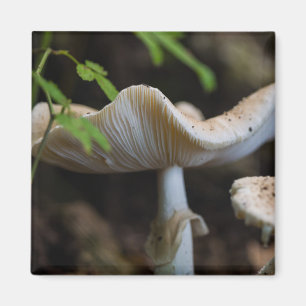 Toadstool Umbrella Magnet