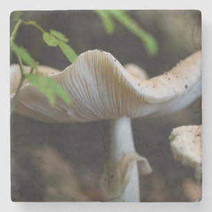 Toadstool Umbrella Stone Coaster