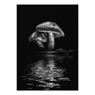 Toadstools On A Toronto Trail Reflection No 2 Photo Print