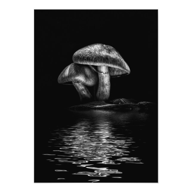 Toadstools On A Toronto Trail Reflection No 2 Photo Print (Front)