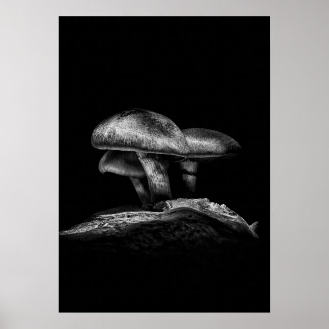 Toadstools On A Trail No 3 Poster (Front)