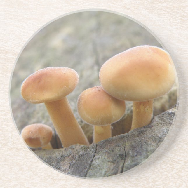 Toadstools on a Tree Trunk Coasters (Front)