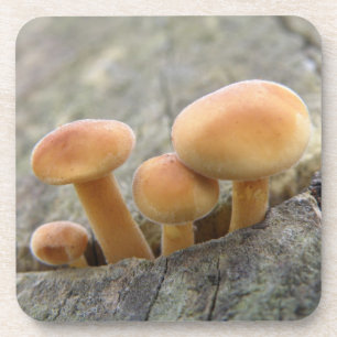 Toadstools on a Tree Trunk Cork Coaster