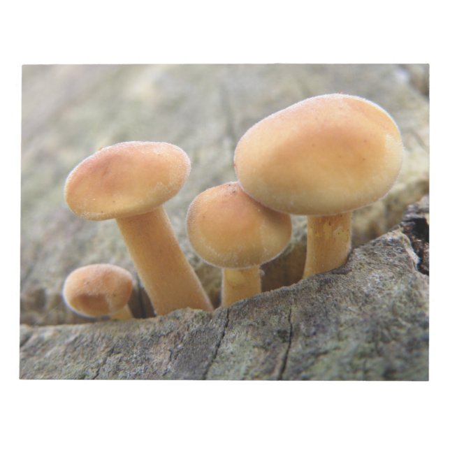 Toadstools on a Tree Trunk Notepad (Front)