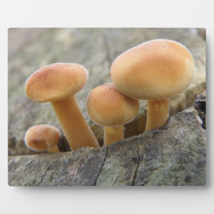 Toadstools on a Tree Trunk Plaque