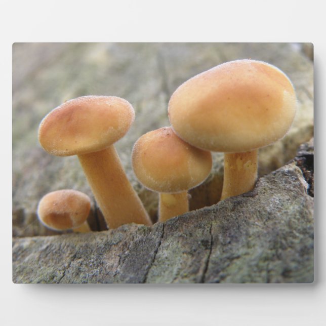Toadstools on a Tree Trunk Plaque (Front)