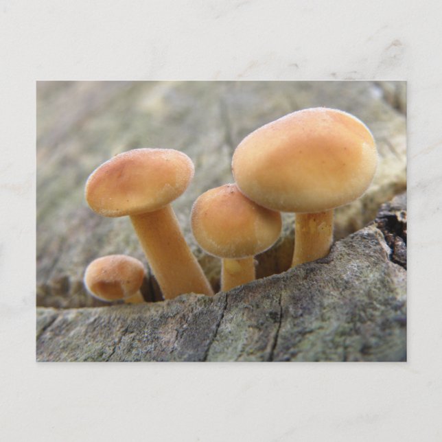 Toadstools on a Tree Trunk Postcard (Front)