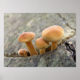 Toadstools on a Tree Trunk Poster