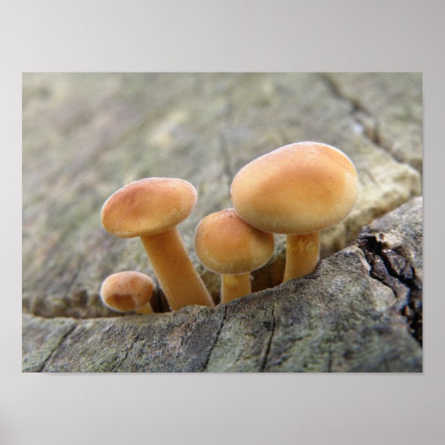 Toadstools on a Tree Trunk Poster (Front)