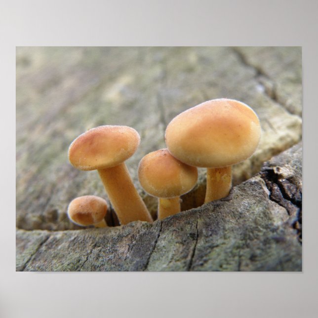 Toadstools on a Tree Trunk Poster (Front)