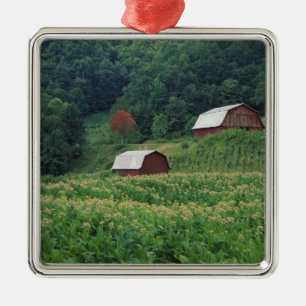 Tobacco crop and pair of red tobacco barns near metal ornament