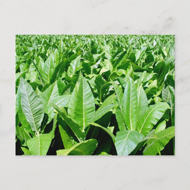 Tobacco field postcard (Front)
