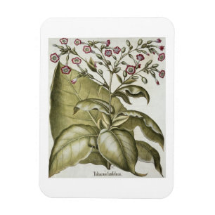 Tobacco plant, from the 'Hortus Eystettensis' by B Magnet