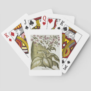 Tobacco plant, from the 'Hortus Eystettensis' by B Playing Cards