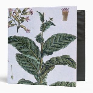 Tobacco plant, plate 7, from 'Collection Precieuse Binder
