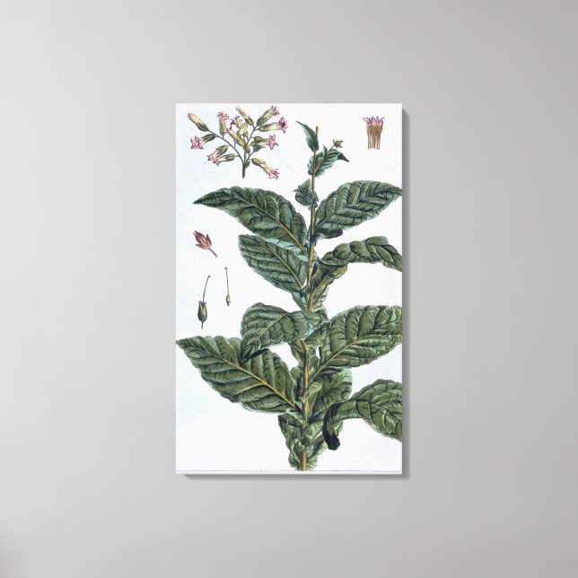 Tobacco plant, plate 7, from 'Collection Precieuse Canvas Print (Front)
