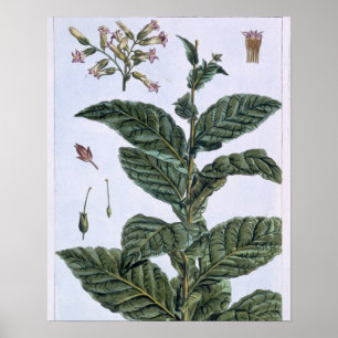 Tobacco plant, plate 7, from 'Collection Precieuse Poster