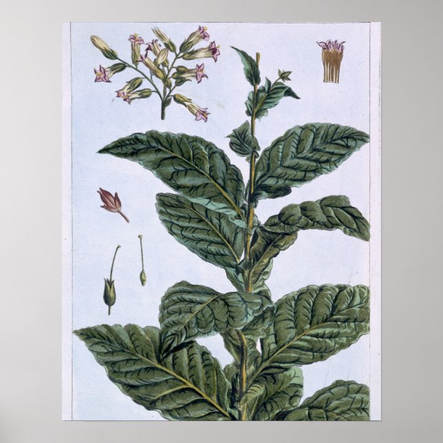 Tobacco plant, plate 7, from 'Collection Precieuse Poster (Front)