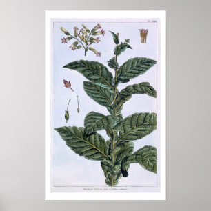 Tobacco plant, plate 7, from 'Collection Precieuse Poster