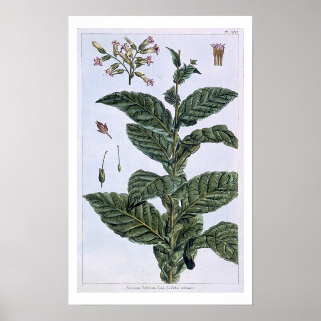 Tobacco plant, plate 7, from 'Collection Precieuse Poster (Front)