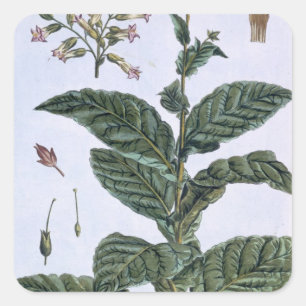 Tobacco plant, plate 7, from 'Collection Precieuse Square Sticker