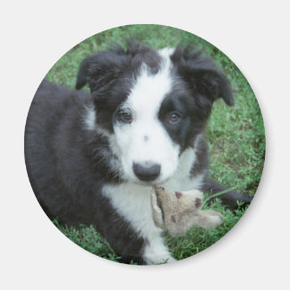Toby1 Magnet
