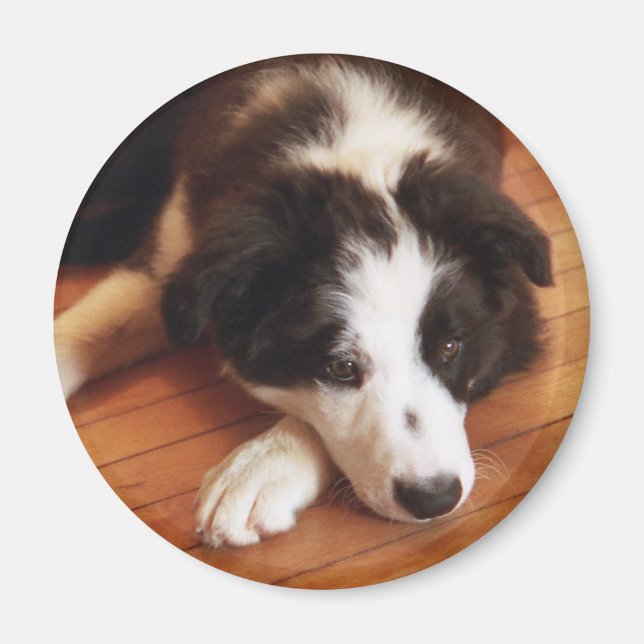 Toby2 Magnet (Front)