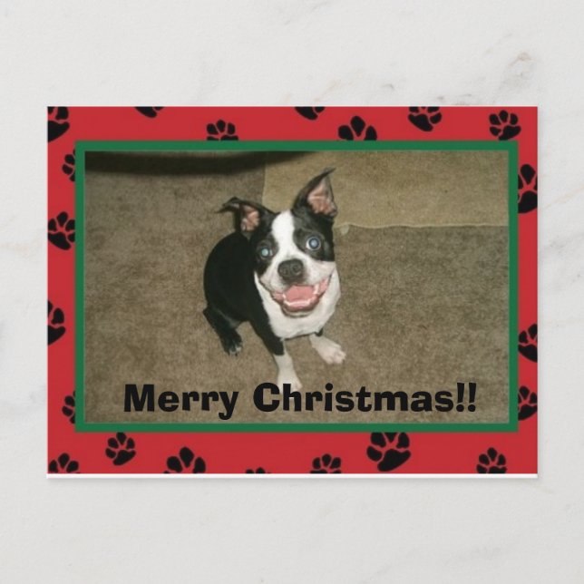 tobyxmascard, Merry Christmas!! Holiday Postcard (Front)