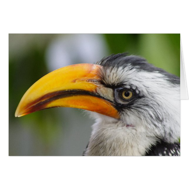 Tockus leucomelas (Front Horizontal)