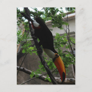 Toco Toucan # 3 Postcard