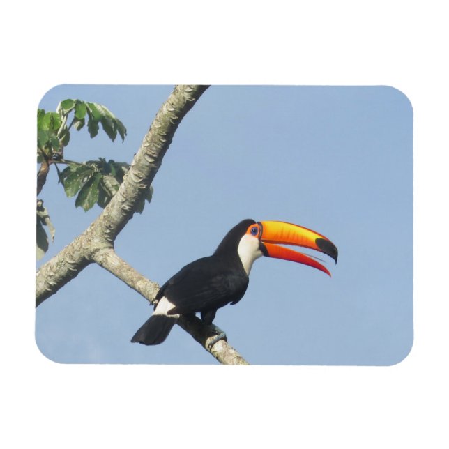 Toco Toucan Magnet (Horizontal)