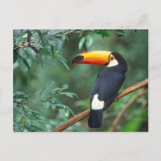 TOCO TOUCAN PHOTO FULL COLOR POSTCARD (Front)